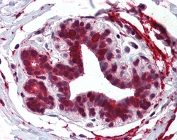 Invitrogen ELOVL5 Polyclonal Antibody 50 &mu;g; Unconjugated:Antibodies,