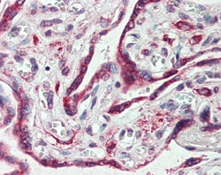 Invitrogen Embigin Polyclonal Antibody 50 &mu;g | Buy Online | Invitrogen&trade; | Fisher Scientific