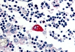 Invitrogen EMR3 Polyclonal Antibody 50 &mu;g; Unconjugated:Antibodies,