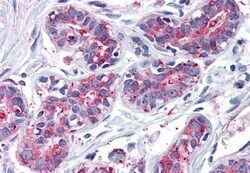 Invitrogen ENTPD2 Polyclonal Antibody 50 μg; Unconjugated:Antibodies,