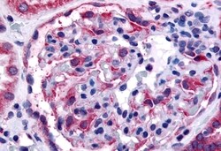 Invitrogen EphA4 Polyclonal Antibody 50 &mu;g; Unconjugated:Antibodies,