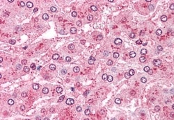 Invitrogen ARTS1 Polyclonal Antibody 50 &mu;g; Unconjugated:Antibodies,