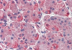 Invitrogen ERP44 Polyclonal Antibody 50 &mu;g; Unconjugated:Antibodies,