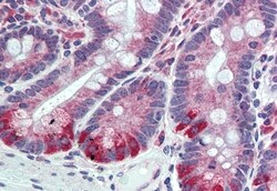 Invitrogen FAM62A Polyclonal Antibody 50 &mu;g; Unconjugated:Antibodies,
