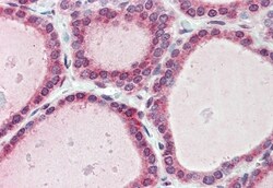 Invitrogen FAM62A Polyclonal Antibody 50 &mu;g; Unconjugated:Antibodies,