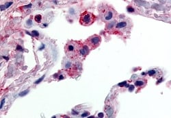 Invitrogen GPR43 Polyclonal Antibody 50 &mu;g; Unconjugated:Antibodies,