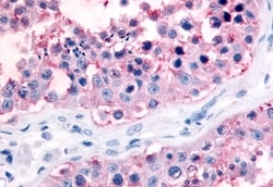 Invitrogen Connexin 43 Polyclonal Antibody 50 &mu;g; Unconjugated:Antibodies,