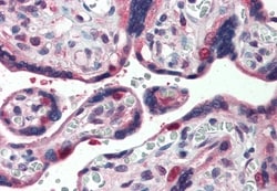 Invitrogen GLG1 Polyclonal Antibody 50 &mu;g; Unconjugated:Antibodies,