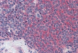 Invitrogen GLG1 Polyclonal Antibody 50 &mu;g; Unconjugated:Antibodies,