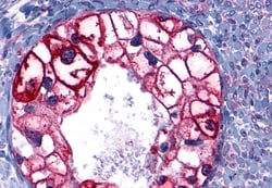 Invitrogen GPR101 Polyclonal Antibody 50 &mu;g; Unconjugated:Antibodies,