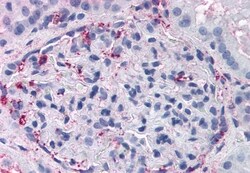 Invitrogen GPR108 Polyclonal Antibody 50 &mu;g; Unconjugated:Antibodies,
