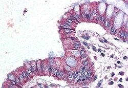 Invitrogen GPR116 Polyclonal Antibody 50 μg; Unconjugated:Antibodies,