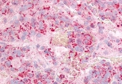 Invitrogen GPR12 Polyclonal Antibody 50 &mu;g; Unconjugated:Antibodies,