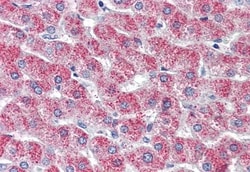 Invitrogen GPR126 Polyclonal Antibody 50 μg; Unconjugated:Antibodies,
