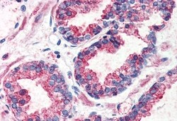 Invitrogen GPR126 Polyclonal Antibody 50 μg; Unconjugated:Antibodies,