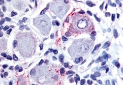 Invitrogen GPR149 Polyclonal Antibody 50 &mu;g; Unconjugated:Antibodies,