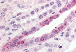 Invitrogen GPR15 Polyclonal Antibody 50 &mu;g; Unconjugated:Antibodies,