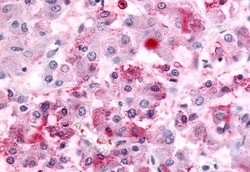 Invitrogen GPR152 Polyclonal Antibody 50 &mu;g | Buy Online | Invitrogen&trade; | Fisher Scientific