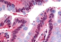 Invitrogen GPR160 Polyclonal Antibody 50 &mu;g; Unconjugated:Antibodies,