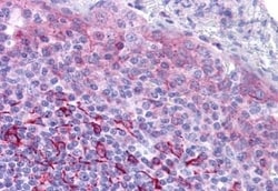 Invitrogen GPR171 Polyclonal Antibody 50 &mu;g; Unconjugated:Antibodies,