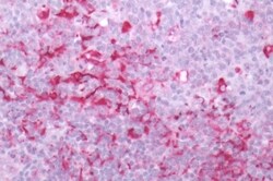 Invitrogen GPR171 Polyclonal Antibody 50 &mu;g; Unconjugated:Antibodies,