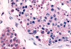 Invitrogen GPR18 Polyclonal Antibody 50 &mu;g; Unconjugated:Antibodies,
