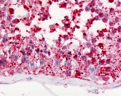 Invitrogen GPR18 Polyclonal Antibody 50 &mu;g; Unconjugated:Antibodies,