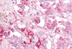 Invitrogen GPR182 Polyclonal Antibody 50 &mu;g; Unconjugated:Antibodies,
