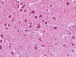 Invitrogen GPR182 Polyclonal Antibody 50 &mu;g; Unconjugated:Antibodies,