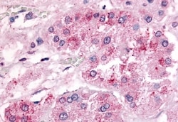 Invitrogen GPR182 Polyclonal Antibody 50 &mu;g; Unconjugated:Antibodies,