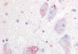Invitrogen GPR20 Polyclonal Antibody 50 &mu;g; Unconjugated:Antibodies,