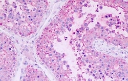 Invitrogen GPR22 Polyclonal Antibody 50 &mu;g; Unconjugated:Antibodies,