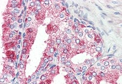 Invitrogen GPR27 Polyclonal Antibody 50 &mu;g | Buy Online | Invitrogen&trade; | Fisher Scientific