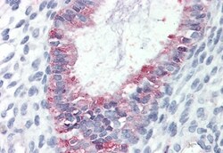 Invitrogen GPR27 Polyclonal Antibody 50 &mu;g | Buy Online | Invitrogen&trade; | Fisher Scientific