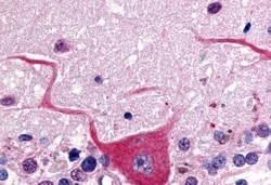 Invitrogen GPR32 Polyclonal Antibody 50 &mu;g; Unconjugated:Antibodies,