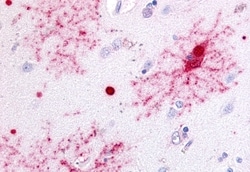 Invitrogen GPR37 Polyclonal Antibody 50 &mu;g | Buy Online | Invitrogen&trade; | Fisher Scientific