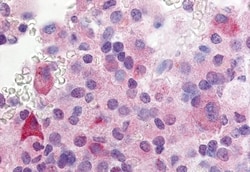 Invitrogen GPR37L1 Polyclonal Antibody 50 &mu;g; Unconjugated:Antibodies,