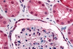 Invitrogen GPR89A Polyclonal Antibody 50 &mu;g; Unconjugated:Antibodies,