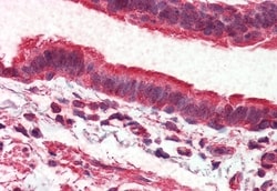Invitrogen GPR98 Polyclonal Antibody 50 μg; Unconjugated:Antibodies,