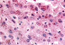 Invitrogen GPR153 Polyclonal Antibody 50 &mu;g; Unconjugated:Antibodies,