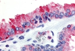 Invitrogen GPR174 Polyclonal Antibody 50 &mu;g; Unconjugated:Antibodies,