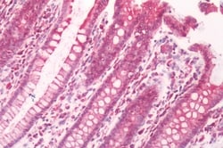 Invitrogen GPRC5B Polyclonal Antibody 50 μg; Unconjugated:Antibodies,