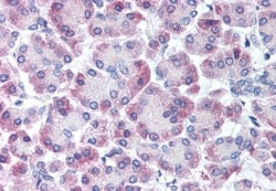 Invitrogen GPRC5C Polyclonal Antibody 50 &mu;g; Unconjugated:Antibodies,