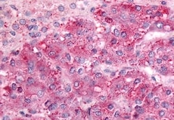 Invitrogen GPRC5C Polyclonal Antibody 50 &mu;g; Unconjugated:Antibodies,