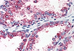 Invitrogen HTR2A Polyclonal Antibody 50 &mu;g; Unconjugated:Antibodies,