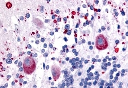 Invitrogen HTR7 Polyclonal Antibody 50 &mu;g; Unconjugated:Antibodies,