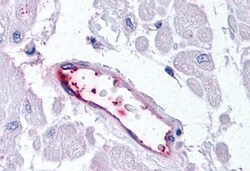 Invitrogen HUNK Polyclonal Antibody 50 &mu;g; Unconjugated:Antibodies,