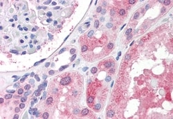 IGSF8 Polyclonal Antibody, Invitrogen 50 &mu;g; Unconjugated:Antibodies,