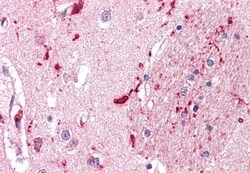 IGSF8 Polyclonal Antibody, Invitrogen 50 &mu;g; Unconjugated:Antibodies,