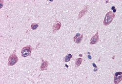 Invitrogen IGSF8 Polyclonal Antibody 50 &mu;g; Unconjugated:Antibodies,